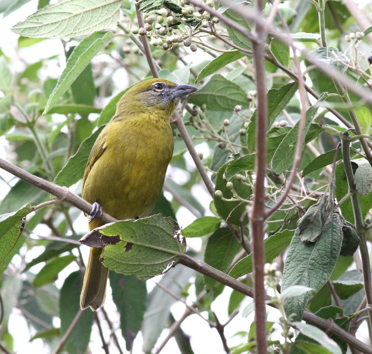 Hepatic Tanager - ML80607661