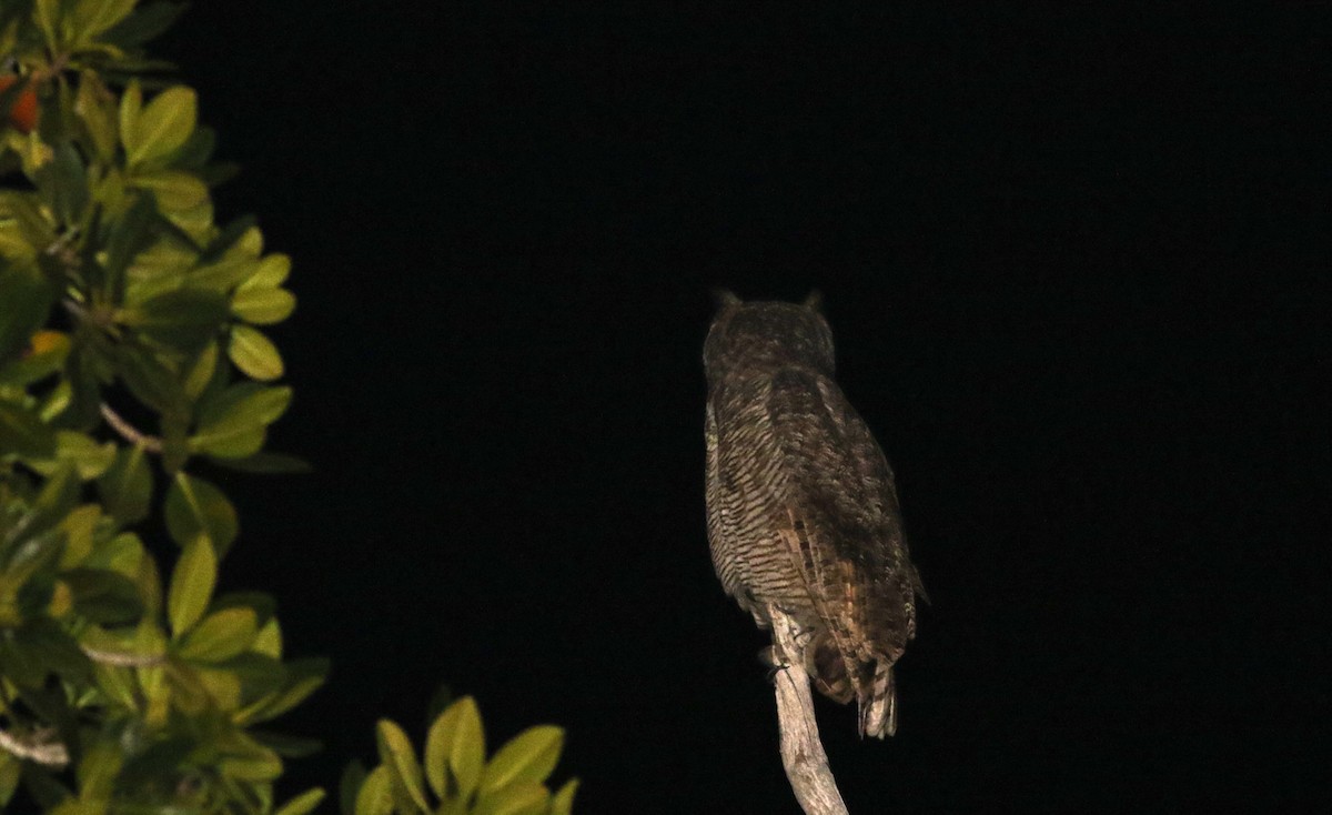 Great Horned Owl - ML80607861