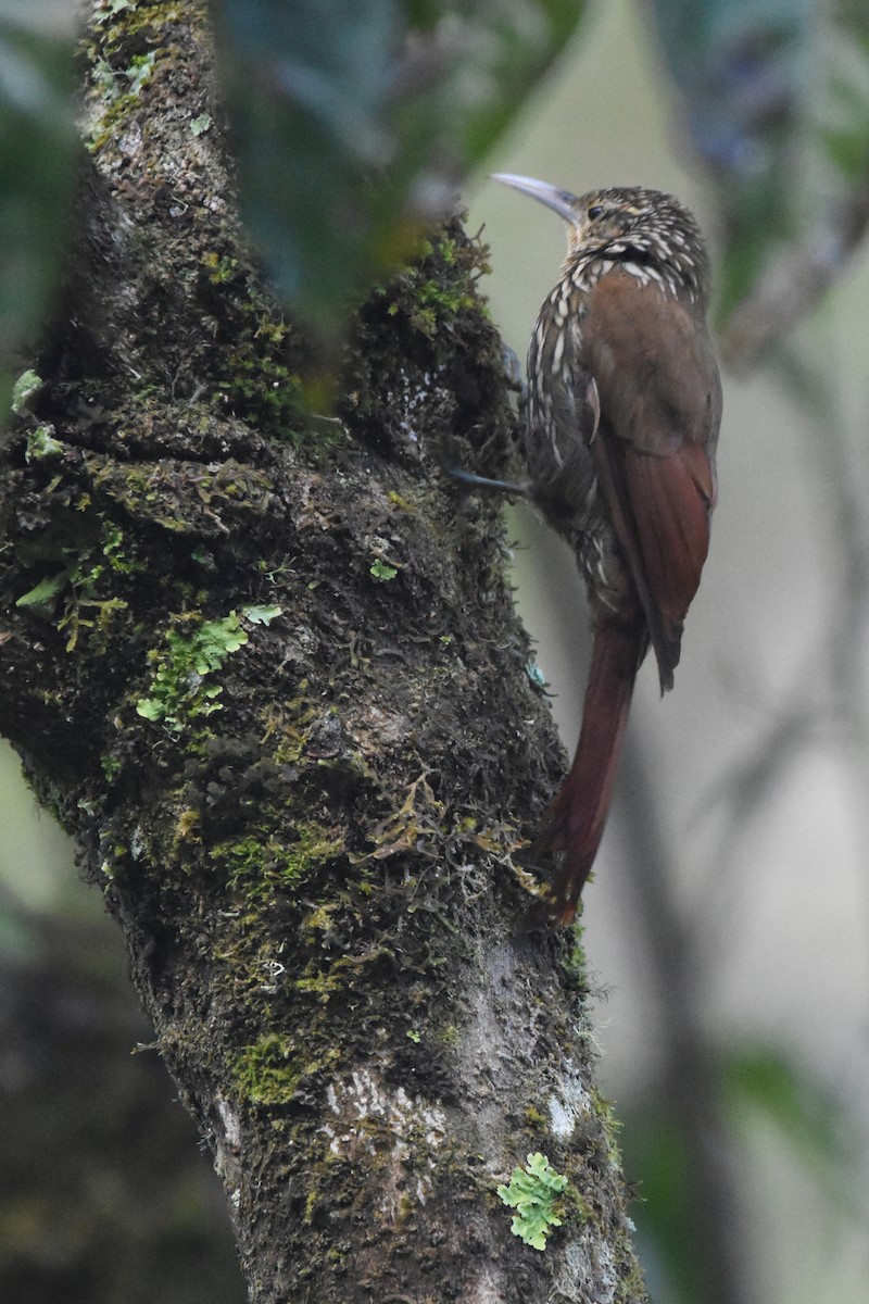 Spot-crowned Woodcreeper - Ethan Lai