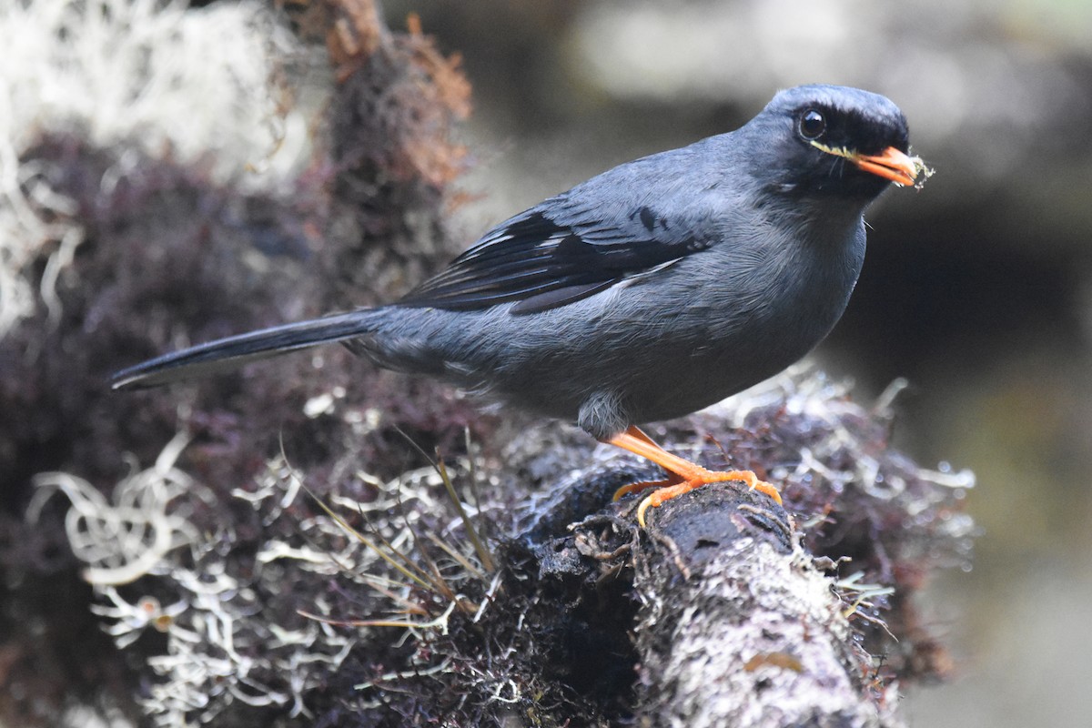 Black-faced Solitaire - ML80608081