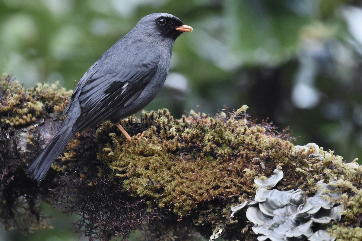 Black-faced Solitaire - Ethan Lai