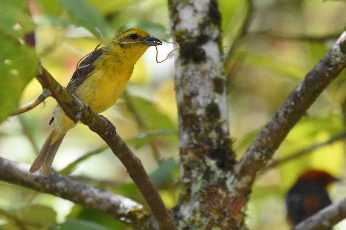 Flame-colored Tanager - ML80608131