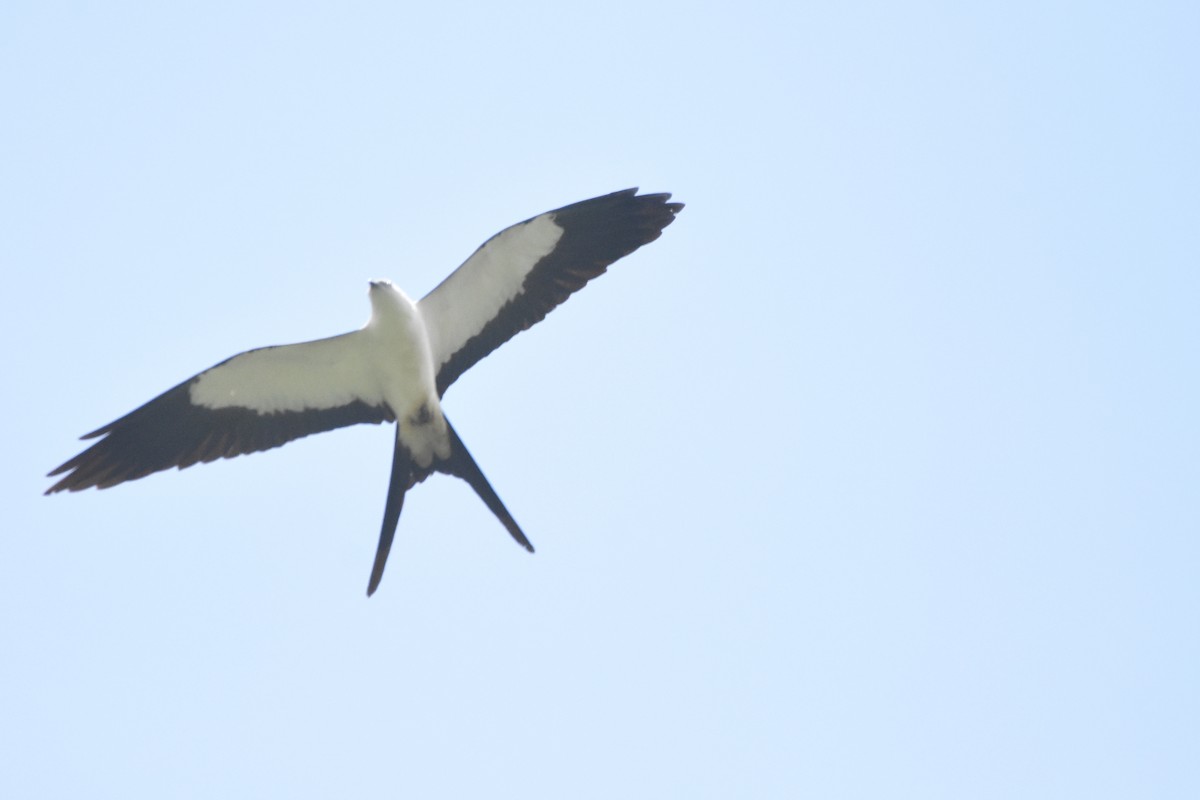 Swallow-tailed Kite - Ethan Lai