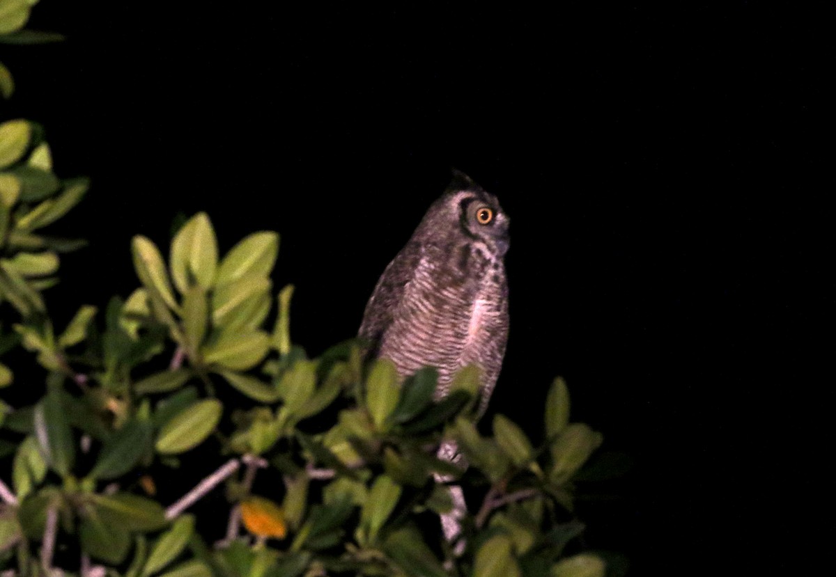 Great Horned Owl - ML80608971