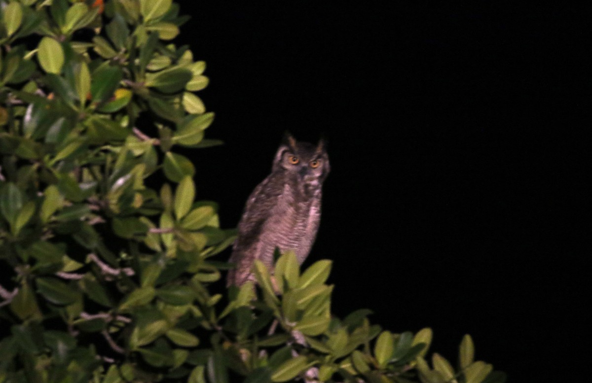 Great Horned Owl - ML80609061