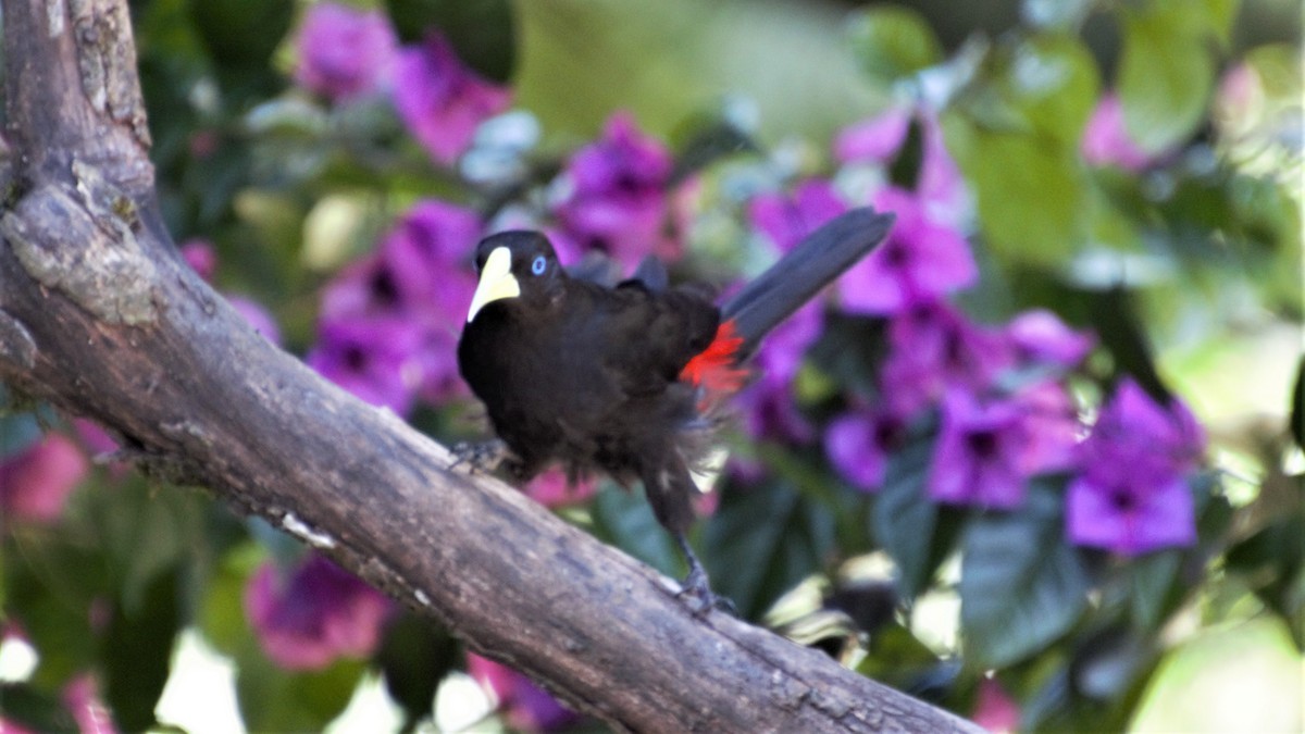 Red-rumped Cacique - Rick Folkening