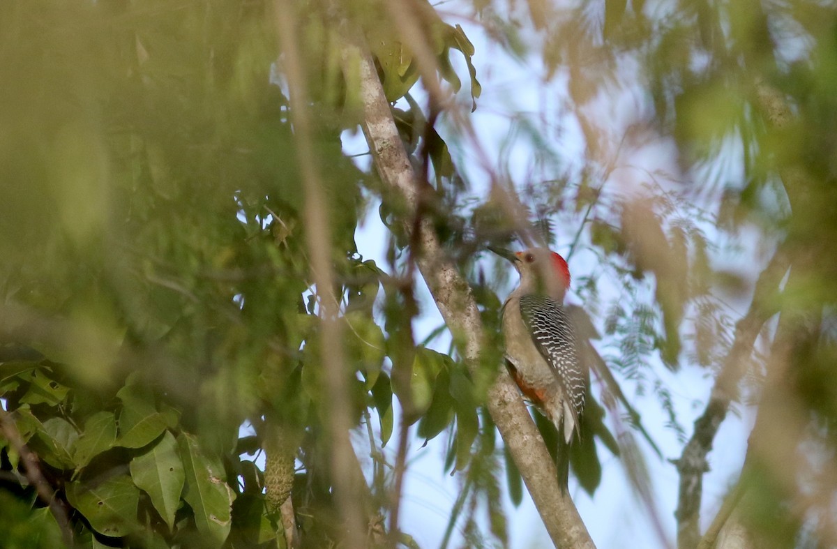 Golden-fronted Woodpecker (Velasquez's) - ML80617501