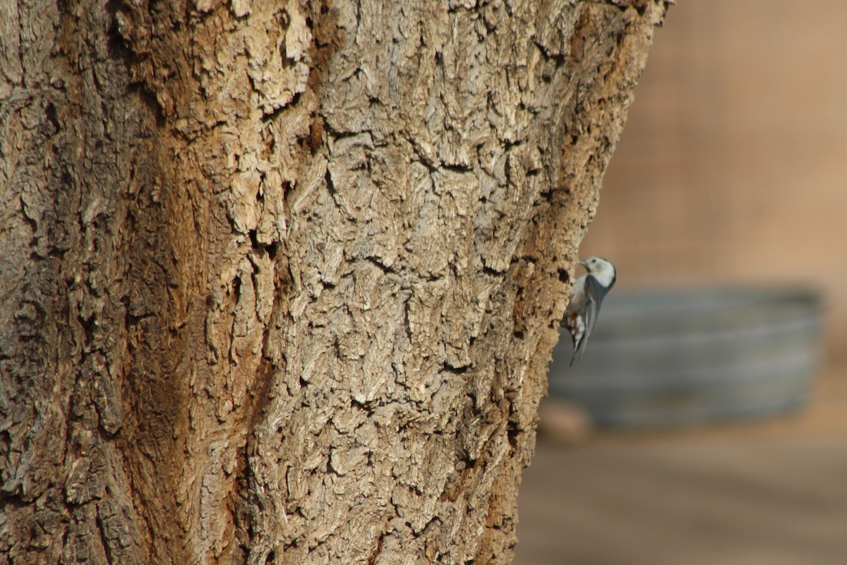 White-breasted Nuthatch - ML80617581