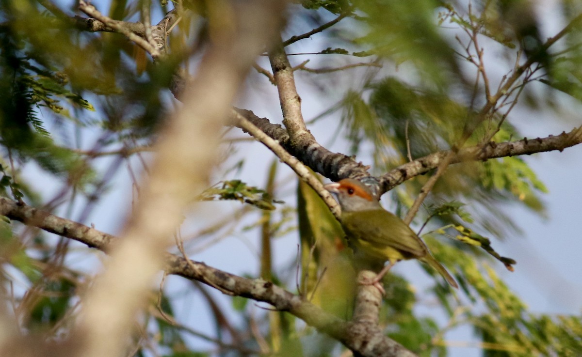 Краснобровый попугаевый виреон [группа gujanensis] - ML80617711