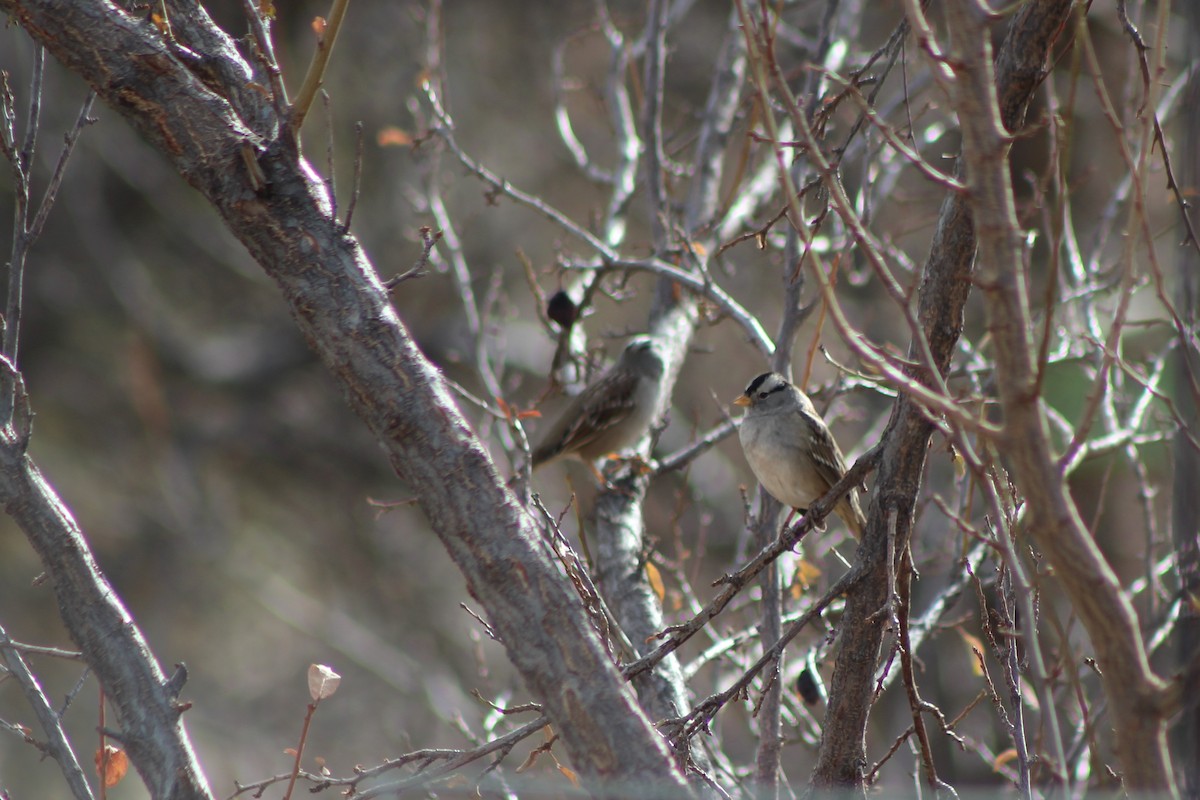 White-crowned Sparrow - ML80617721
