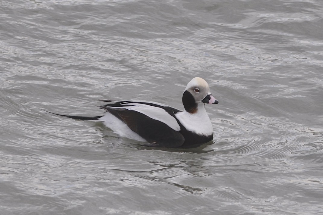 Long-tailed Duck - Christine Kozlosky