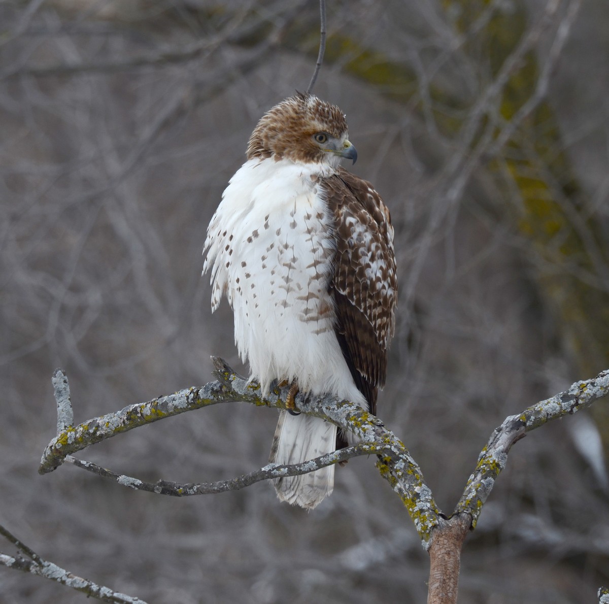Red-tailed Hawk (borealis) - Bruce Fall