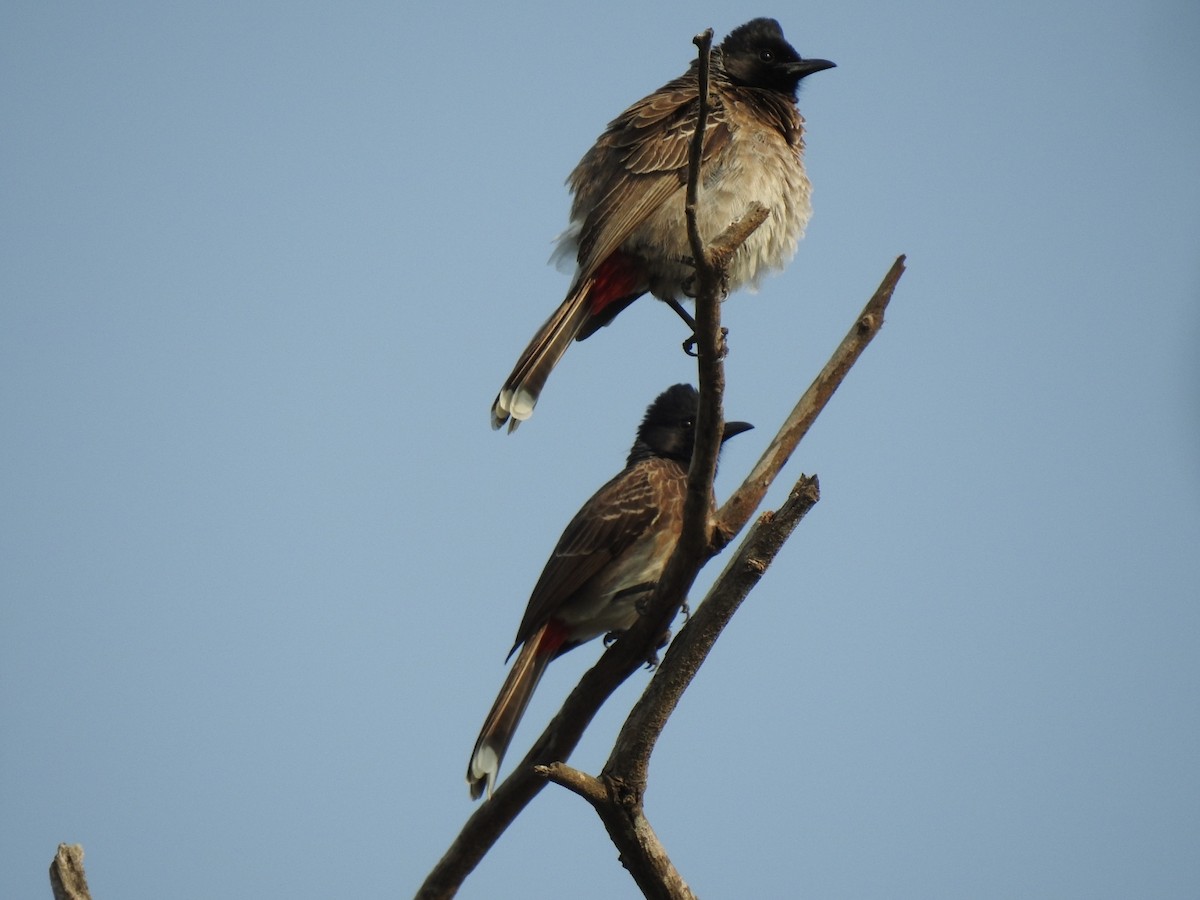 Red-vented Bulbul - Anonymous