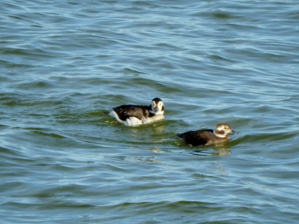 Long-tailed Duck - ML80625261