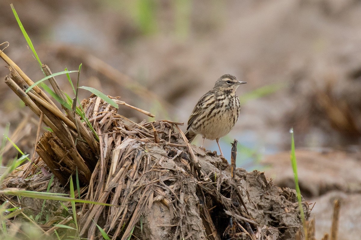 Rosy Pipit - ML80626761