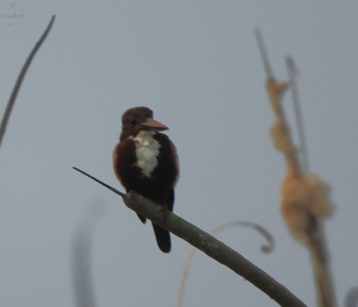 White-throated Kingfisher - Arnab Pal
