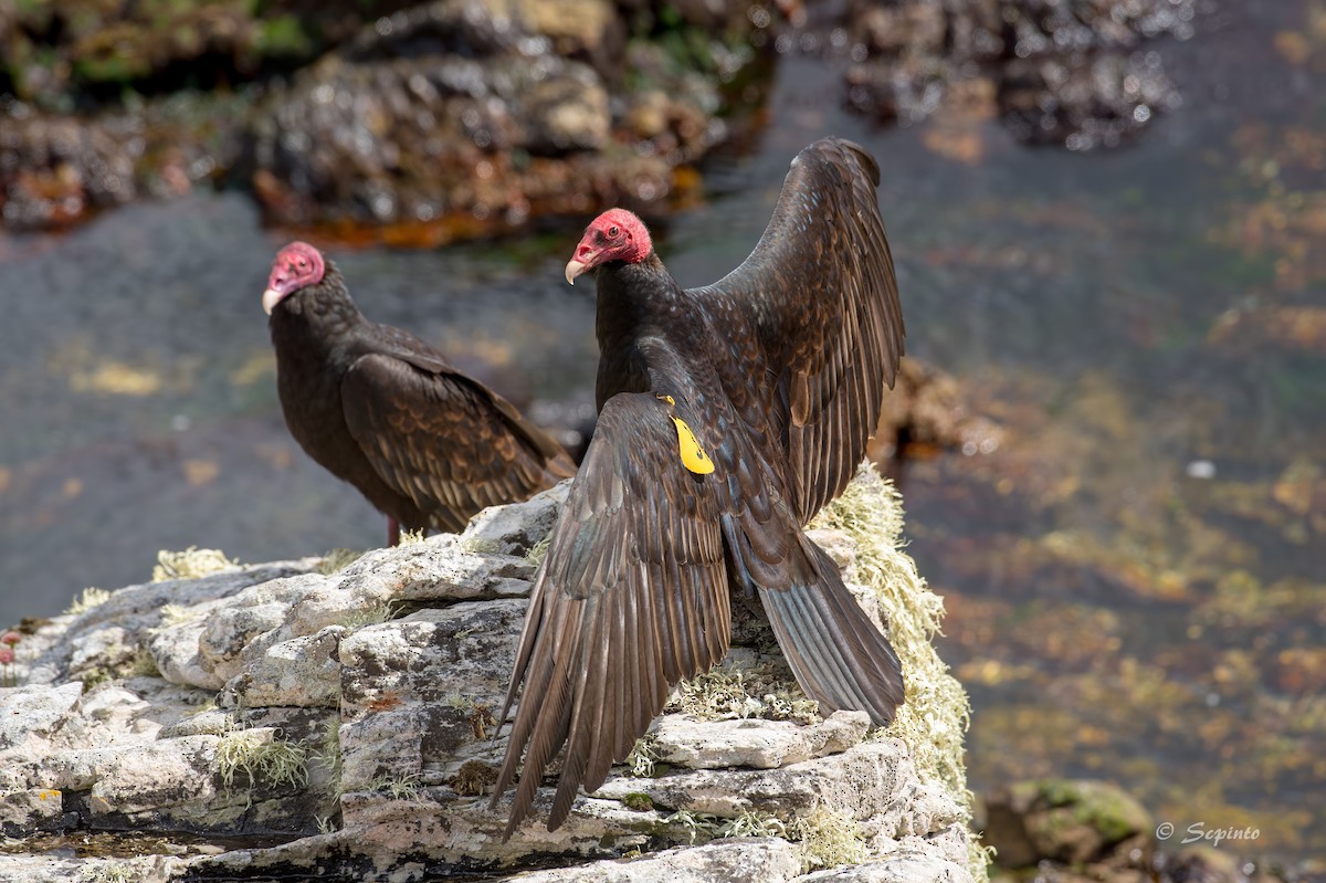 Turkey Vulture - Shailesh Pinto