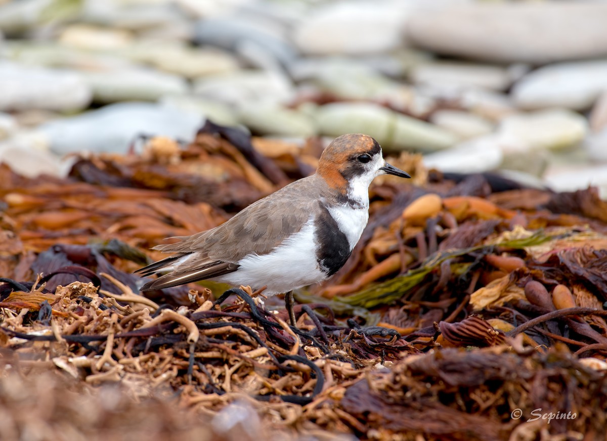 Two-banded Plover - Shailesh Pinto