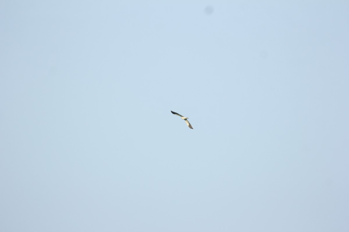 Black-winged Kite - ML80633611