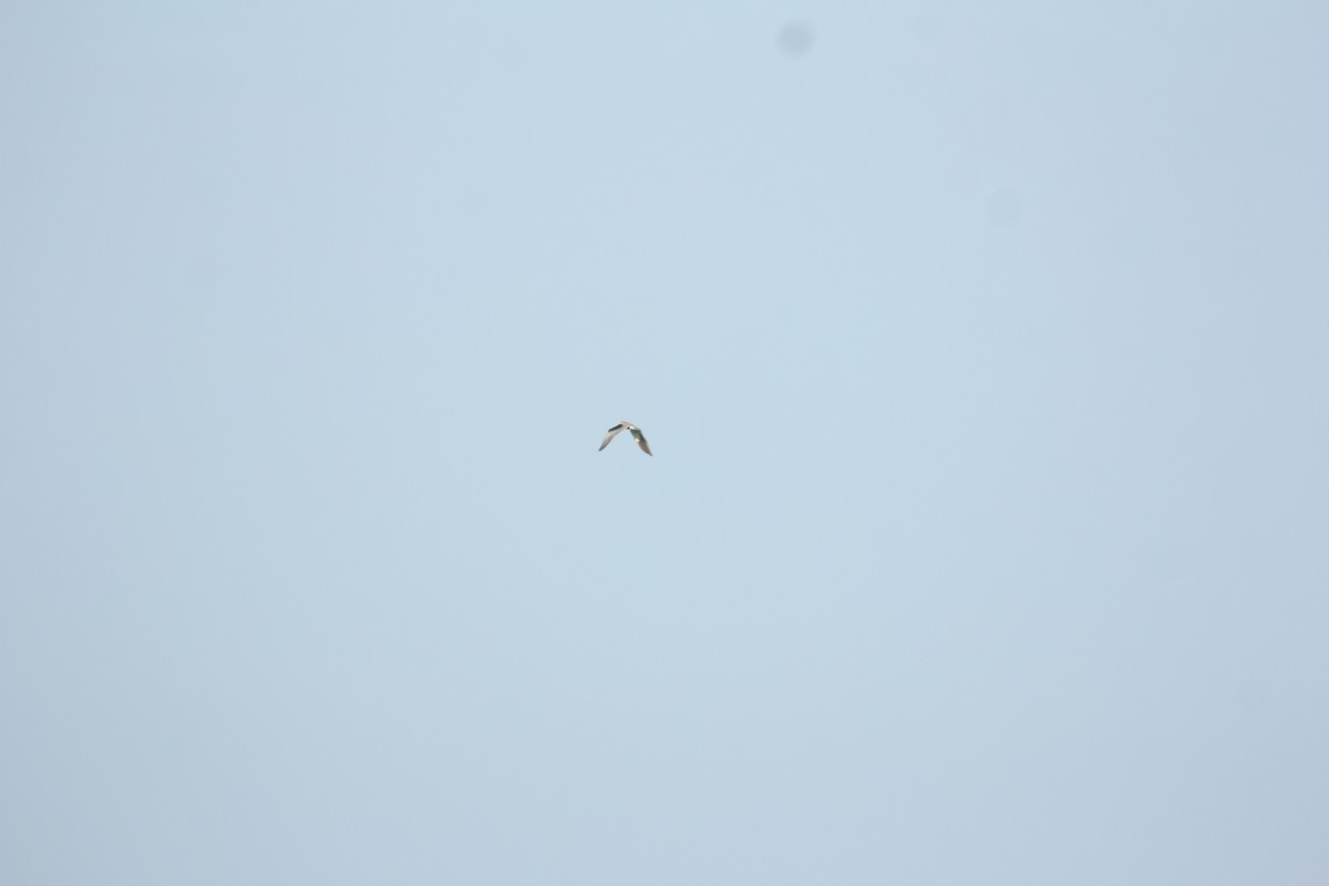 Black-winged Kite - ML80633621