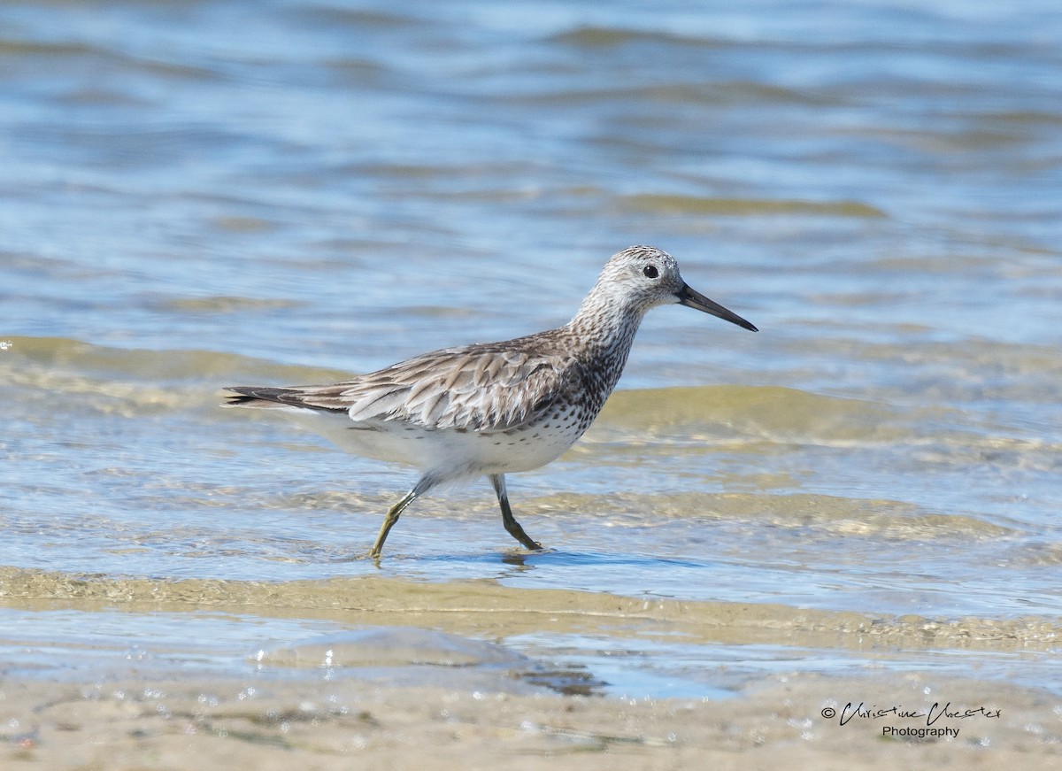 Great Knot - ML80636371