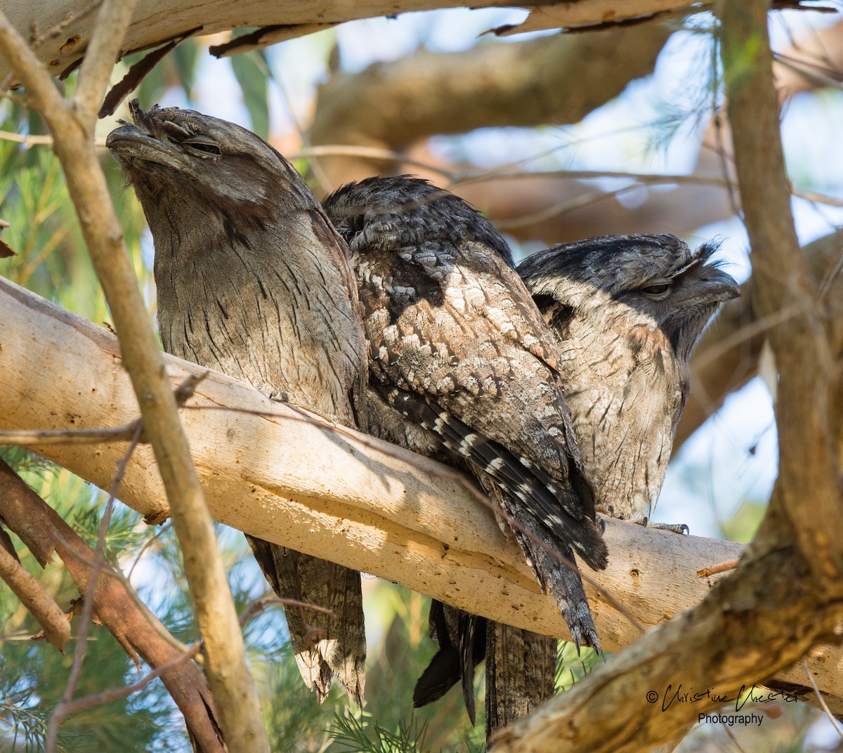 Tawny Frogmouth - Christine  Chester