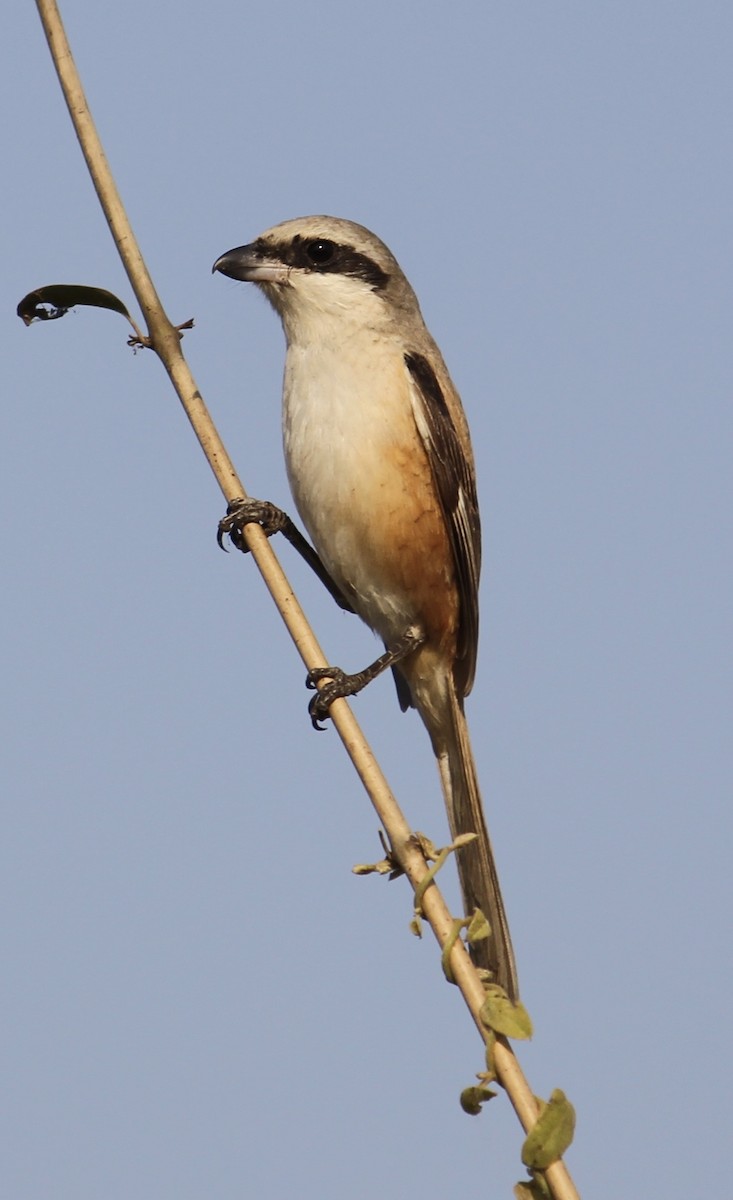 Long-tailed Shrike - Sourav Das