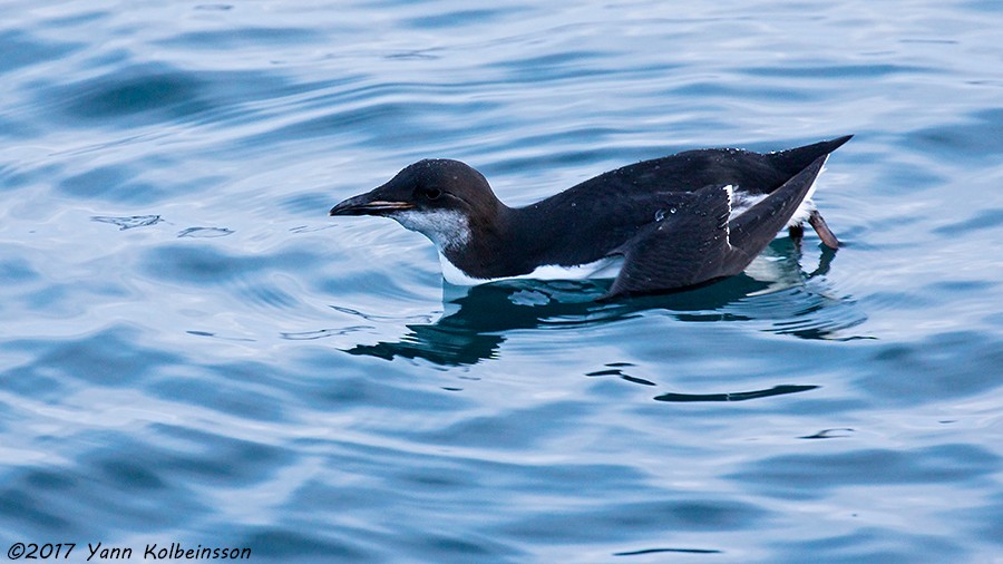Thick-billed Murre - ML80638891