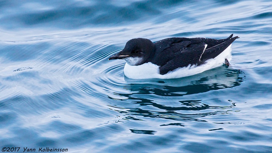 Thick-billed Murre - ML80638901
