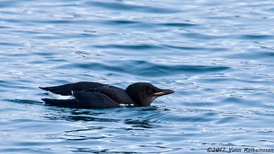 Thick-billed Murre - ML80638921