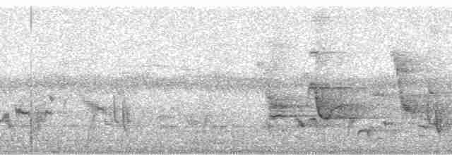 Fork-tailed Drongo (adsimilis Group) - ML80639