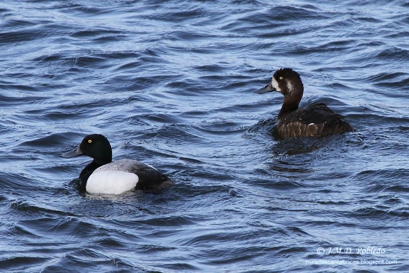 Greater Scaup - ML80639941