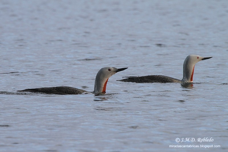 Red-throated Loon - ML80640211
