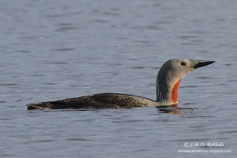 Red-throated Loon - Juan María Domínguez Robledo