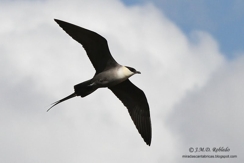 Long-tailed Jaeger - ML80640941