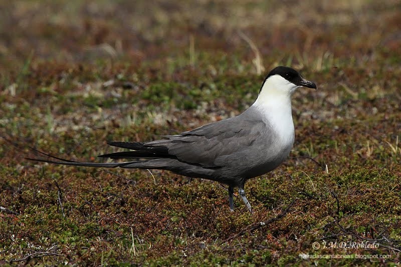 Long-tailed Jaeger - ML80640961