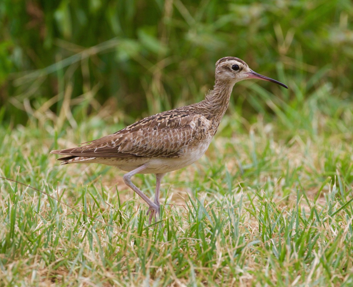 Little Curlew - ML80641431
