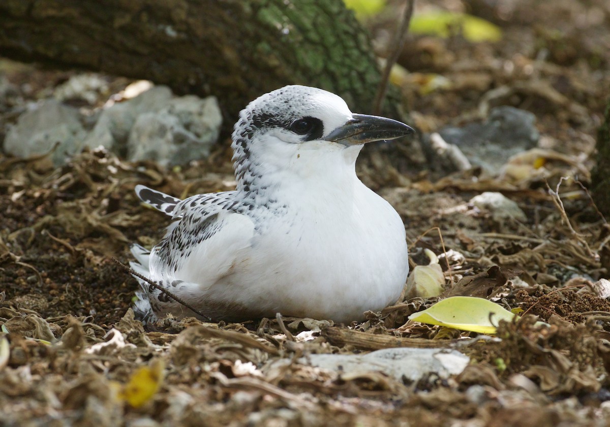 Red-tailed Tropicbird - ML80641521
