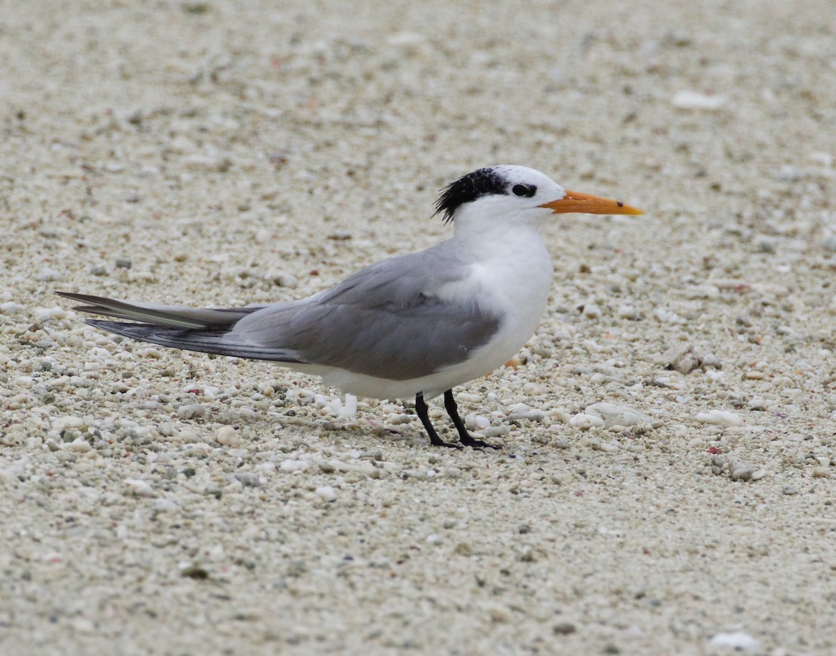 Lesser Crested Tern - Scott Baker
