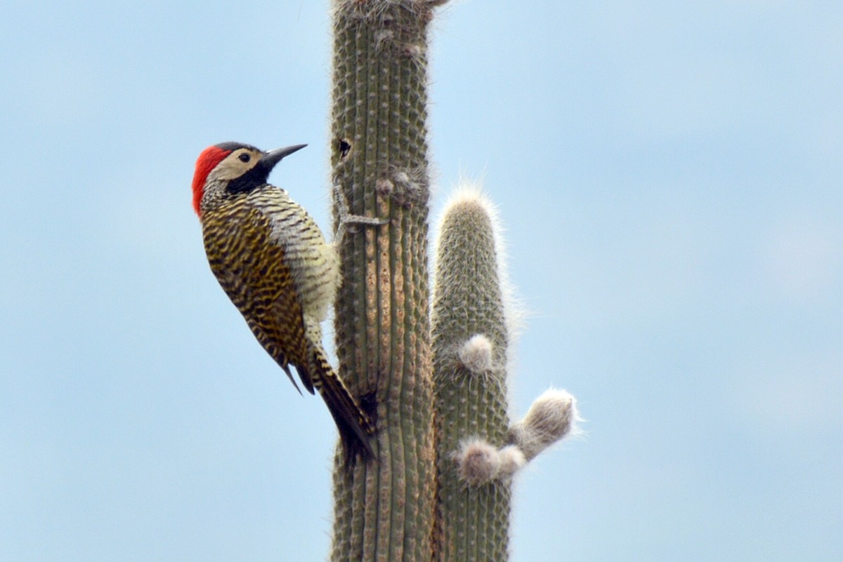 Black-necked Woodpecker - ML80643041