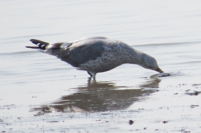 Lesser Black-backed Gull - "Chia" Cory Chiappone ⚡️