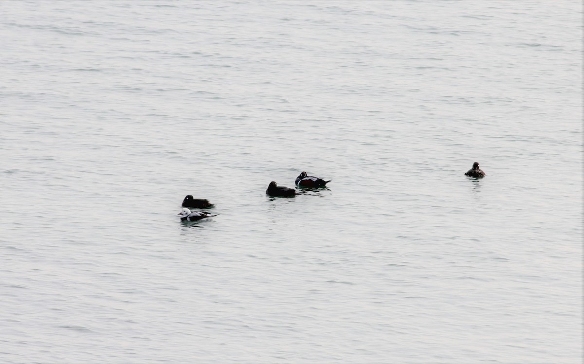 Long-tailed Duck - ML80645471