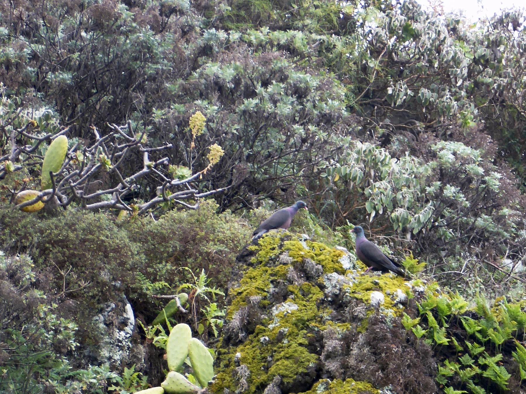 Laurel Pigeon - Julie Hart