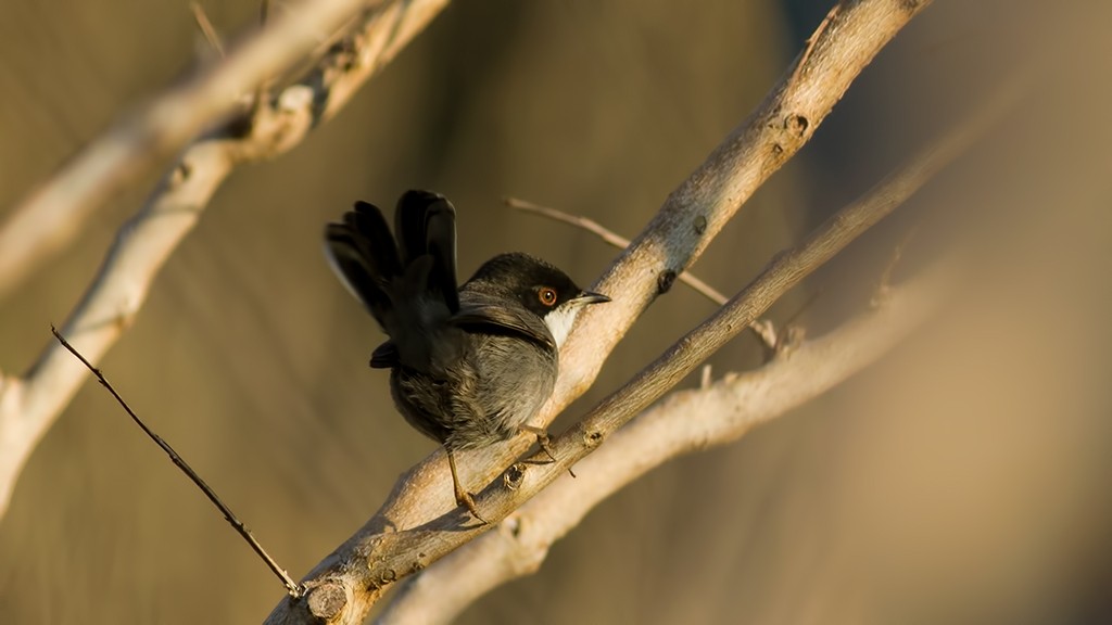 Sardinian Warbler - Sezai Goksu