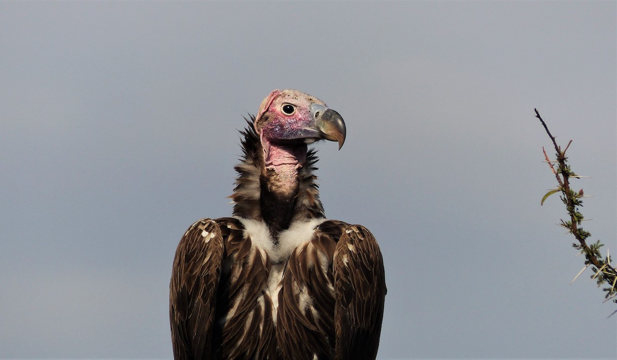 Lappet-faced Vulture - ML80646801
