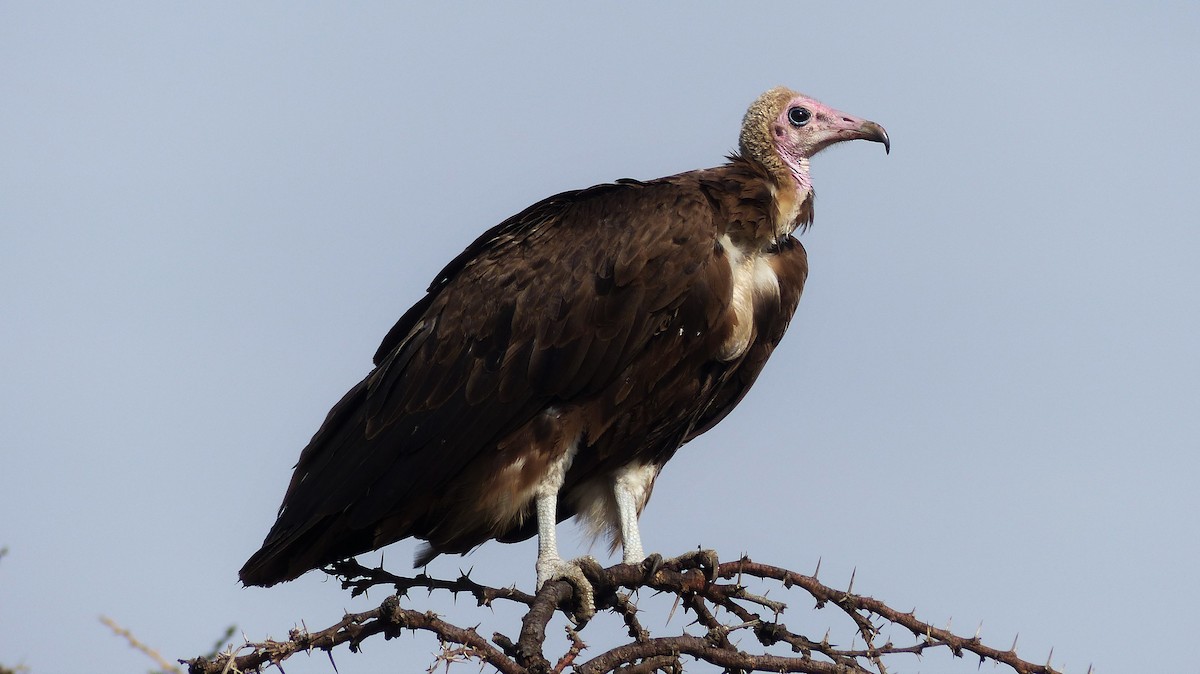 Hooded Vulture - Deven Kammerichs-Berke