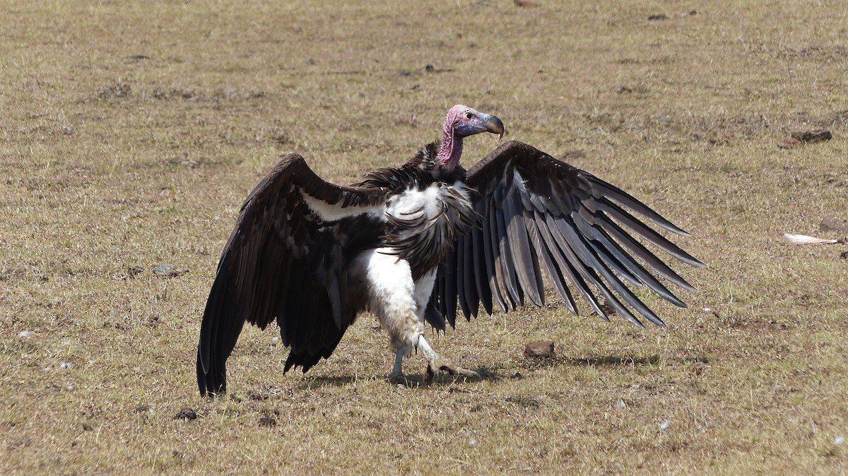 Lappet-faced Vulture - ML80646831