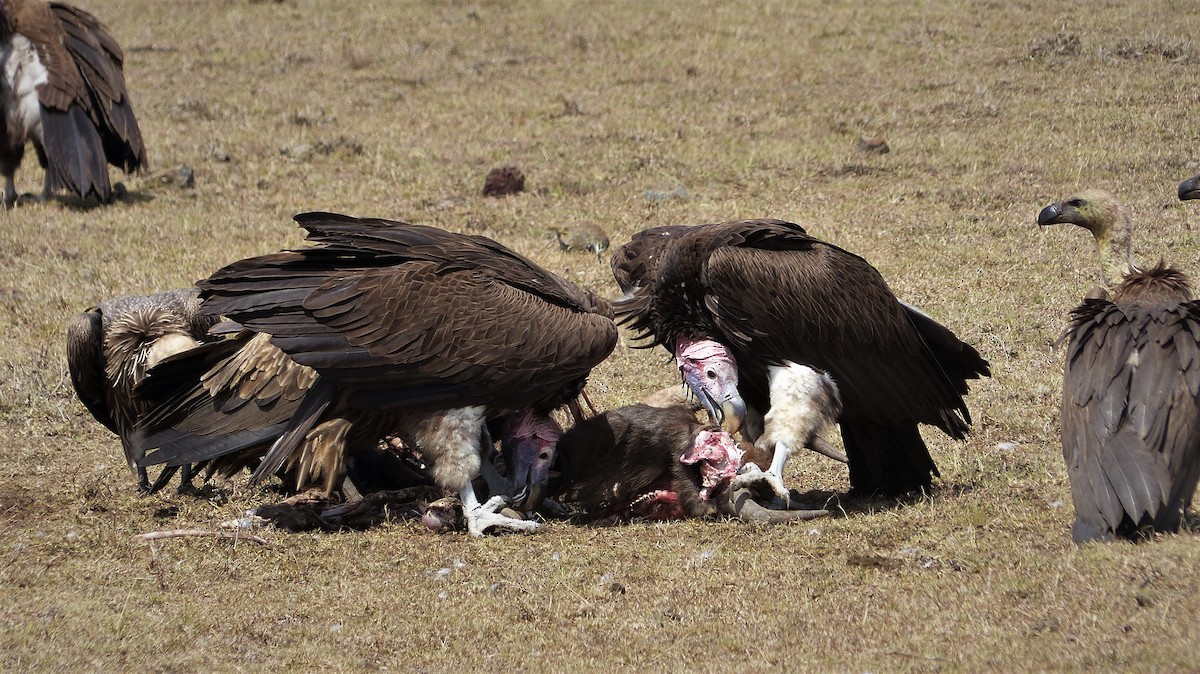 Lappet-faced Vulture - ML80646851