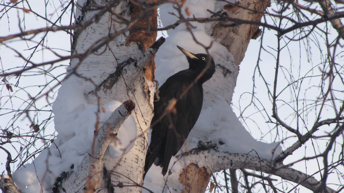 Black Woodpecker - Григорий Хасанов