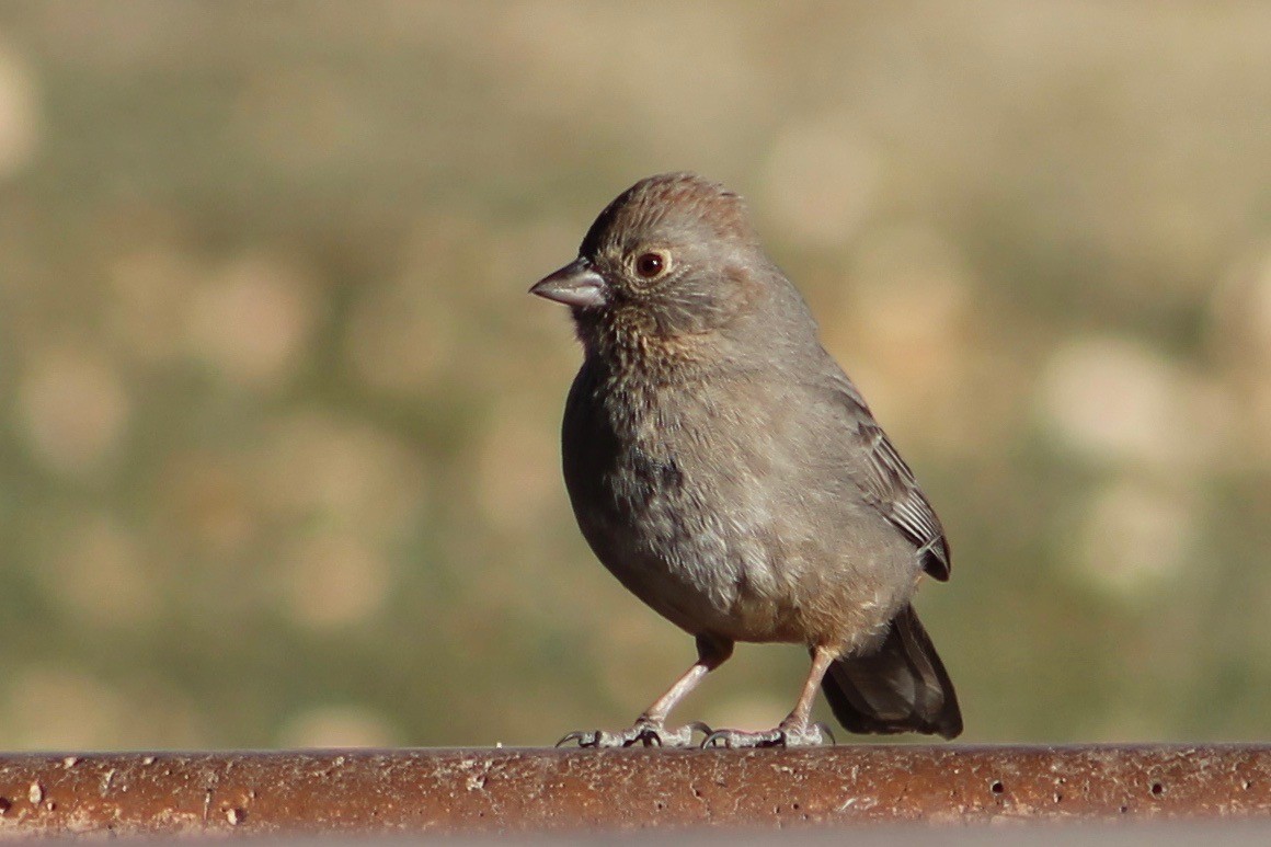 Canyon Towhee - Holly Kleindienst